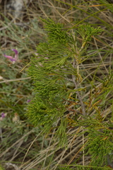 Juniperus sabina