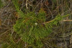 Juniperus sabina