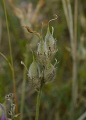Astragalus vesicarius