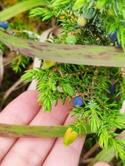 Juniperus communis saxatilis
