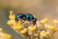 Hedychrum chalybaeum