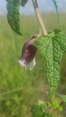 Ceratotheca