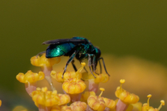 Hedychrum chalybaeum
