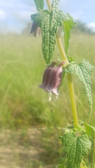 Ceratotheca