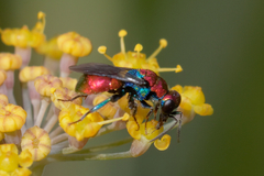 Hedychrum chalybaeum