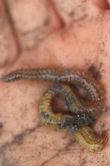 Alitta virens