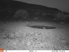 Pterocles bicinctus bicinctus