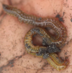Alitta virens