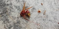 Vespa orientalis