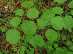 Corylus sieboldiana mandshurica