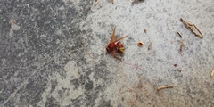 Vespa orientalis