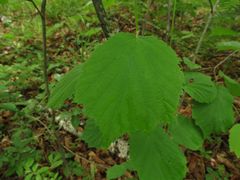 Corylus sieboldiana mandshurica