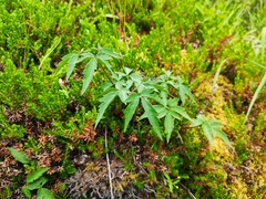 Clematis alpina sibirica