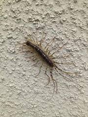 Thereuonema tuberculata