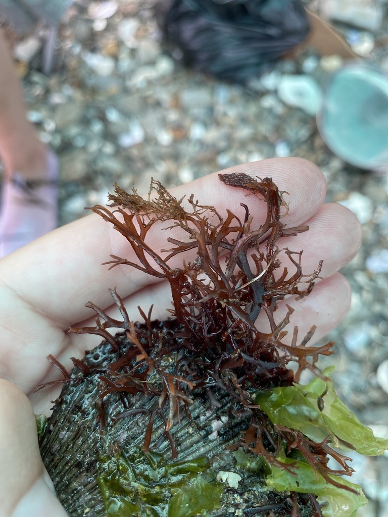 Chondrus pinnulatus