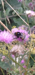 Bombus terrestris