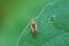 Phytocoris tibialis