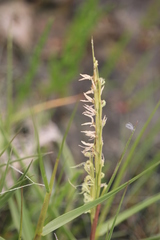 Sporobolus anglicus