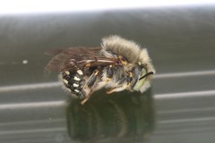 Anthidium punctatum