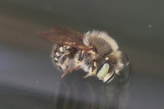 Anthidium punctatum