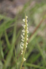 Sporobolus anglicus