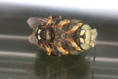 Anthidium punctatum