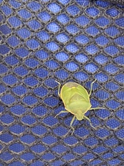 Chlorochroa uhleri