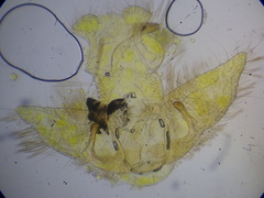 Agonopterix rotundella