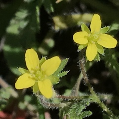 Tropidocarpum gracile