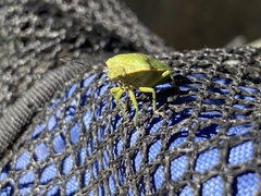 Chlorochroa uhleri