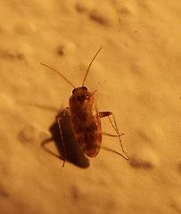 Hamatophylus guttulosus