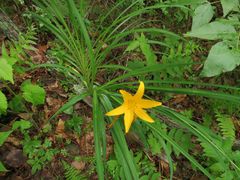 Hemerocallis middendorffii