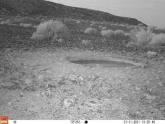 Pterocles bicinctus bicinctus