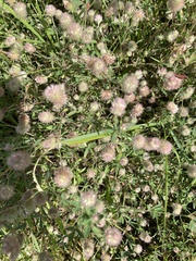 Trifolium arvense