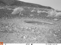 Pterocles bicinctus bicinctus