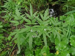 Cicuta virosa
