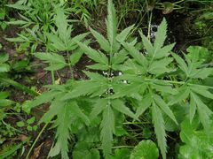 Cicuta virosa