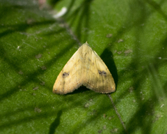 Rivula sericealis