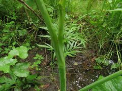 Cicuta virosa