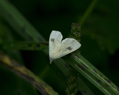 Rivula sericealis