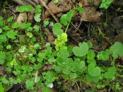 Chrysosplenium pilosum