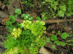 Chrysosplenium pilosum