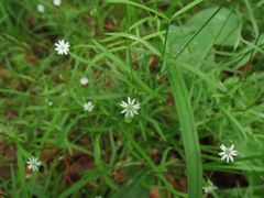 Stellaria dahurica