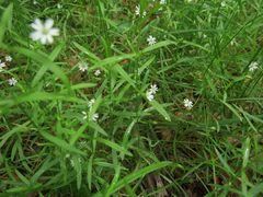 Stellaria dahurica