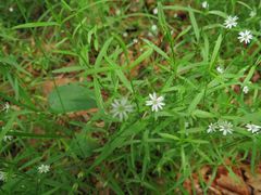 Stellaria dahurica