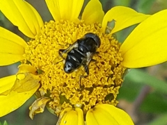 Eristalinus sepulchralis