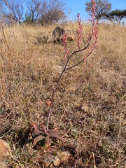 Aloe burgersfortensis