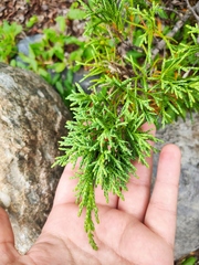 Juniperus pseudosabina