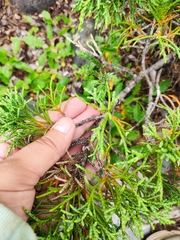 Juniperus pseudosabina