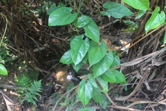 Byttneria grandifolia
